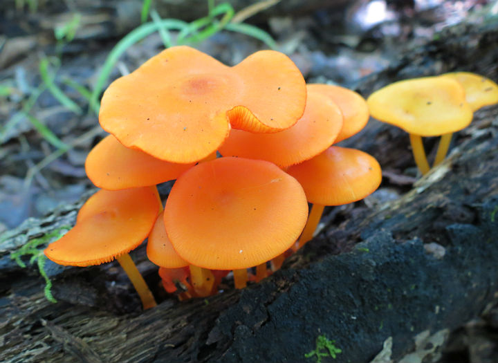 Orange Mycena